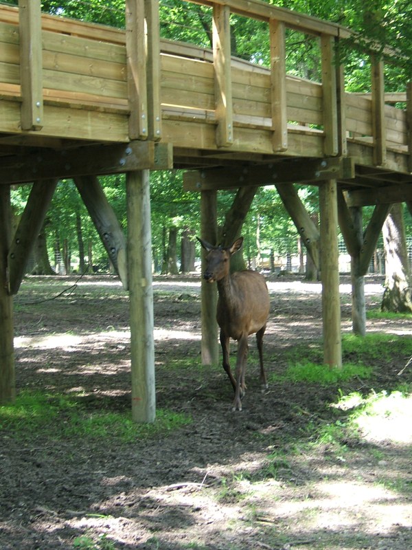 Passerelle pin traite classe 4