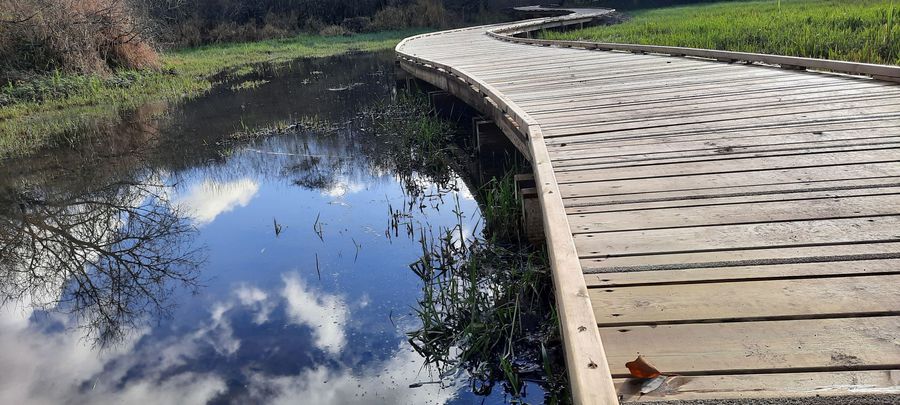 Carquefou marais de l'étang Hervé