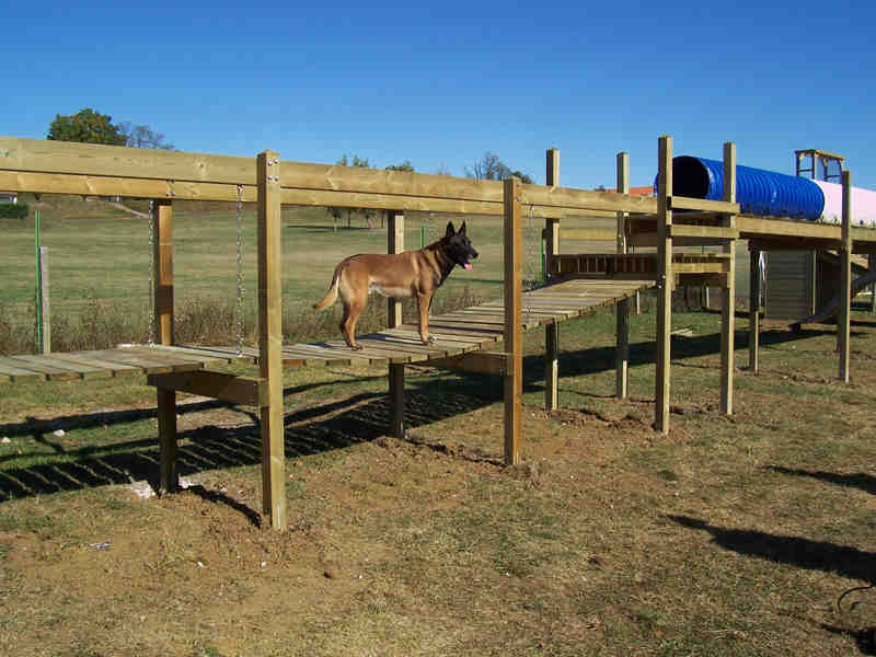 Parcours pour chiens